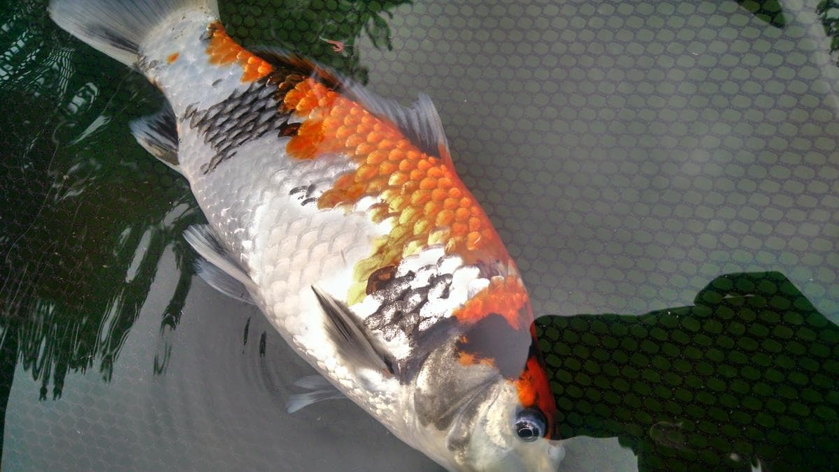Why Is My Koi fish Laying On Its Side At The Bottom Of The Pond