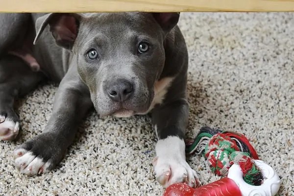 Do Pit bulls Like to Swim? What Vets Say