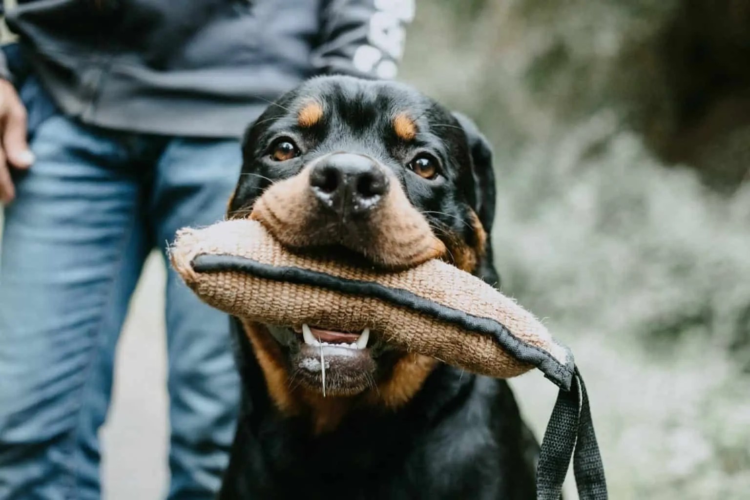 List Of Rottweiler Biting Force 2022
