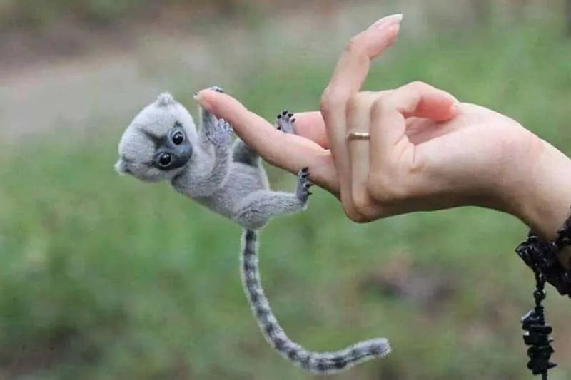 How Much Does a Finger Monkey Cost?