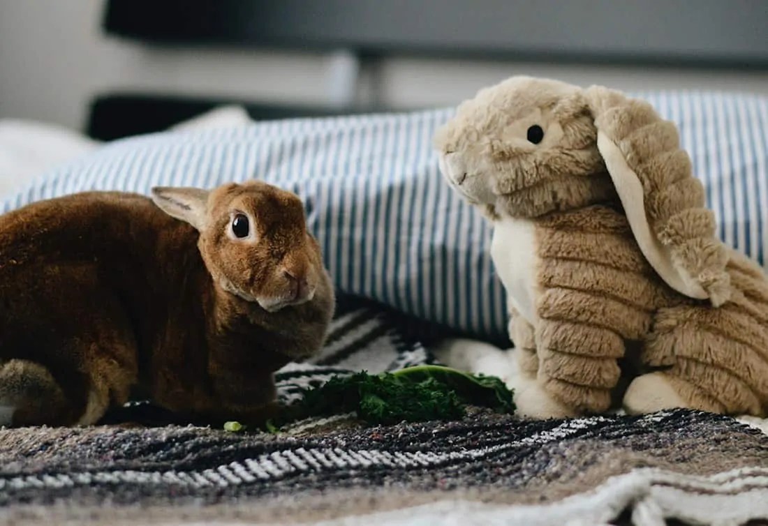 How Much Does It Cost To Neuter A Rabbit at Craigslist