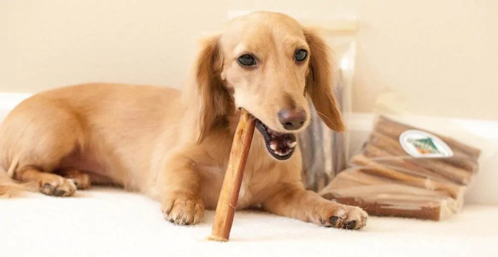 How to Make Your Own Bully Sticks (StepByStep) Pet Spruce