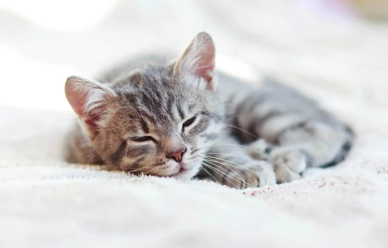How Long Do Kittens Sleep? (Kitten Sleep Schedule) Pet Spruce