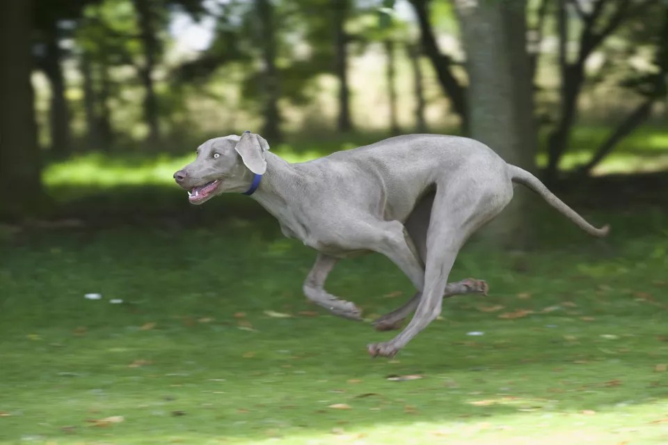How Fast Can a Weimaraner Run (35mph or 75 mph)? Pet Spruce