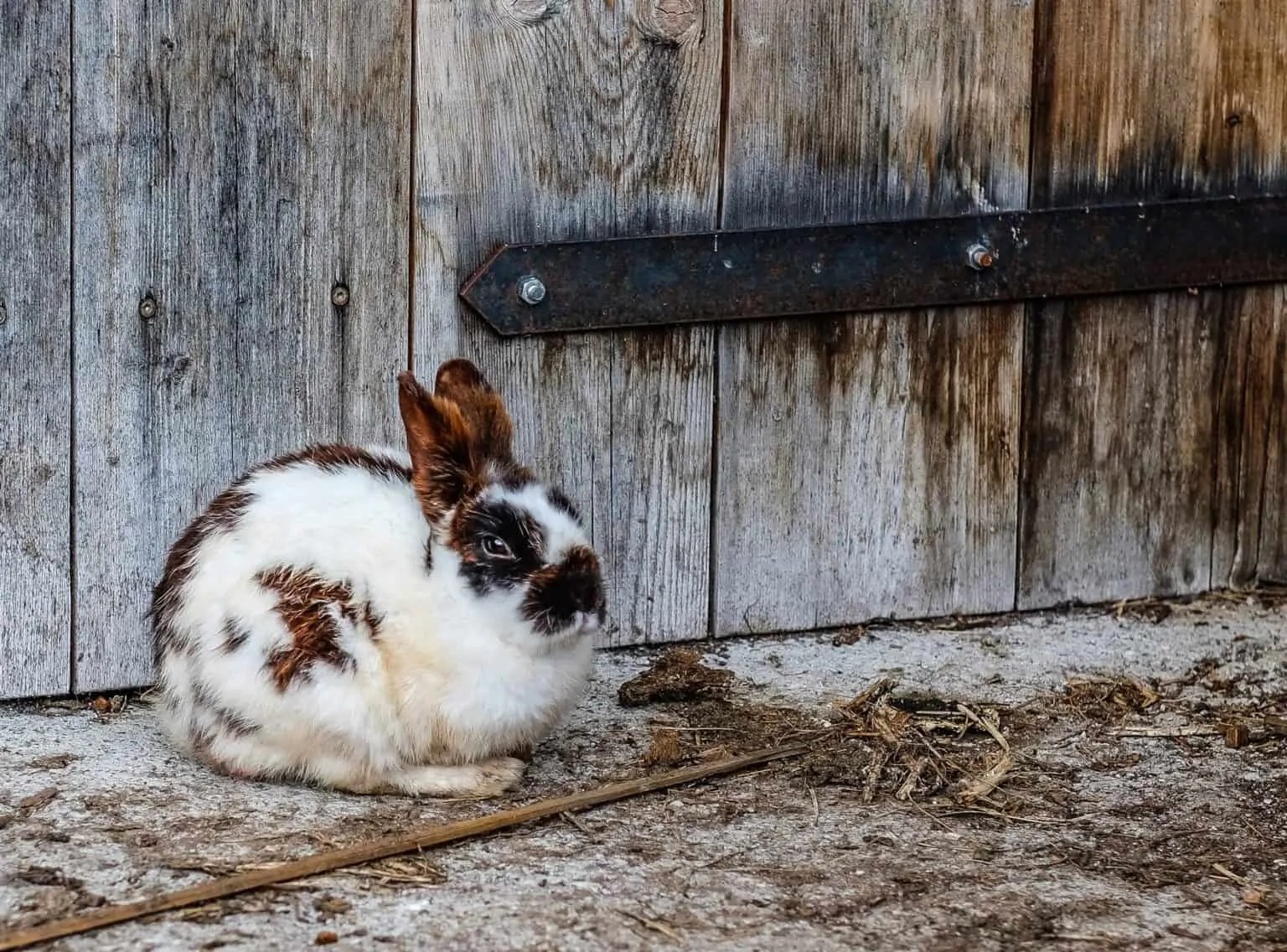 Can Weed Kill A Rabbit? (Everything You Should Know)