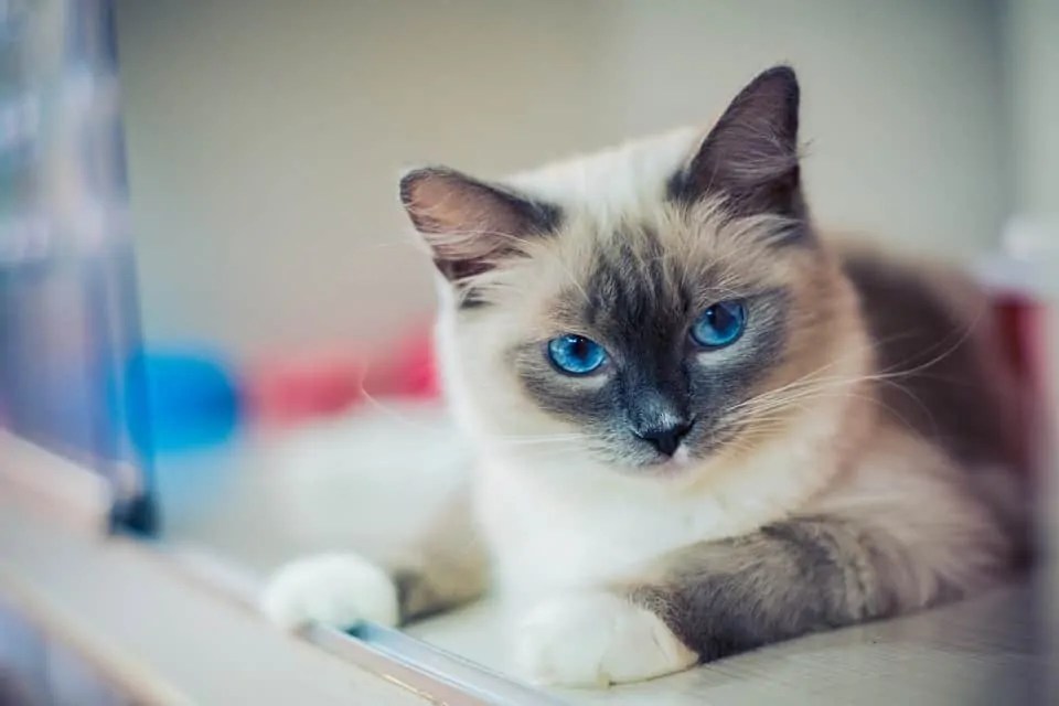 Are Ragdoll Cats High Maintenance? (Trim a Ragdoll) Pet Spruce