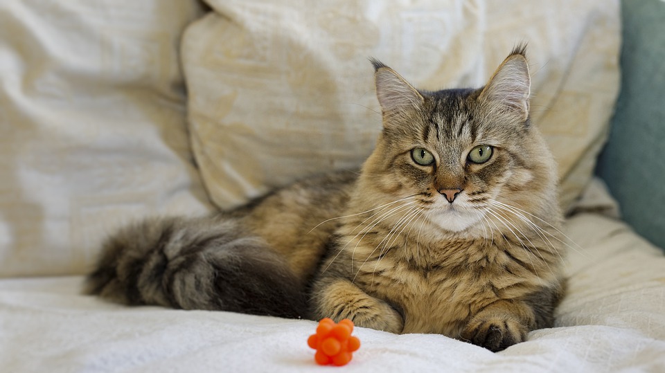 Is Your Cat a Pixie Bob? Here’s How to Tell Pet Spruce