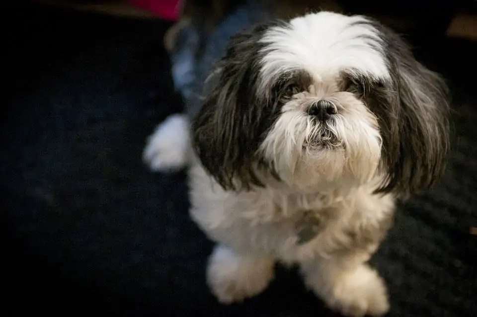 Why Some Shih Tzus Might Not Be Big Fans of Cuddling Pet Spruce