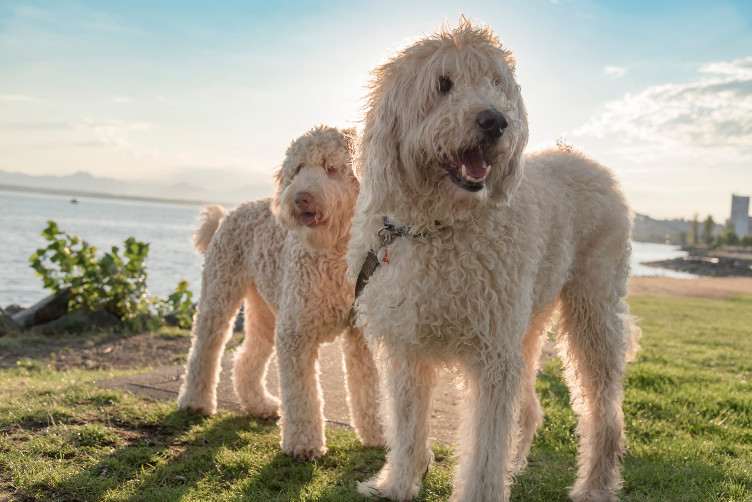 Why Do Goldendoodles Lick So Much? It’s Not Just Slobber Pet Spruce