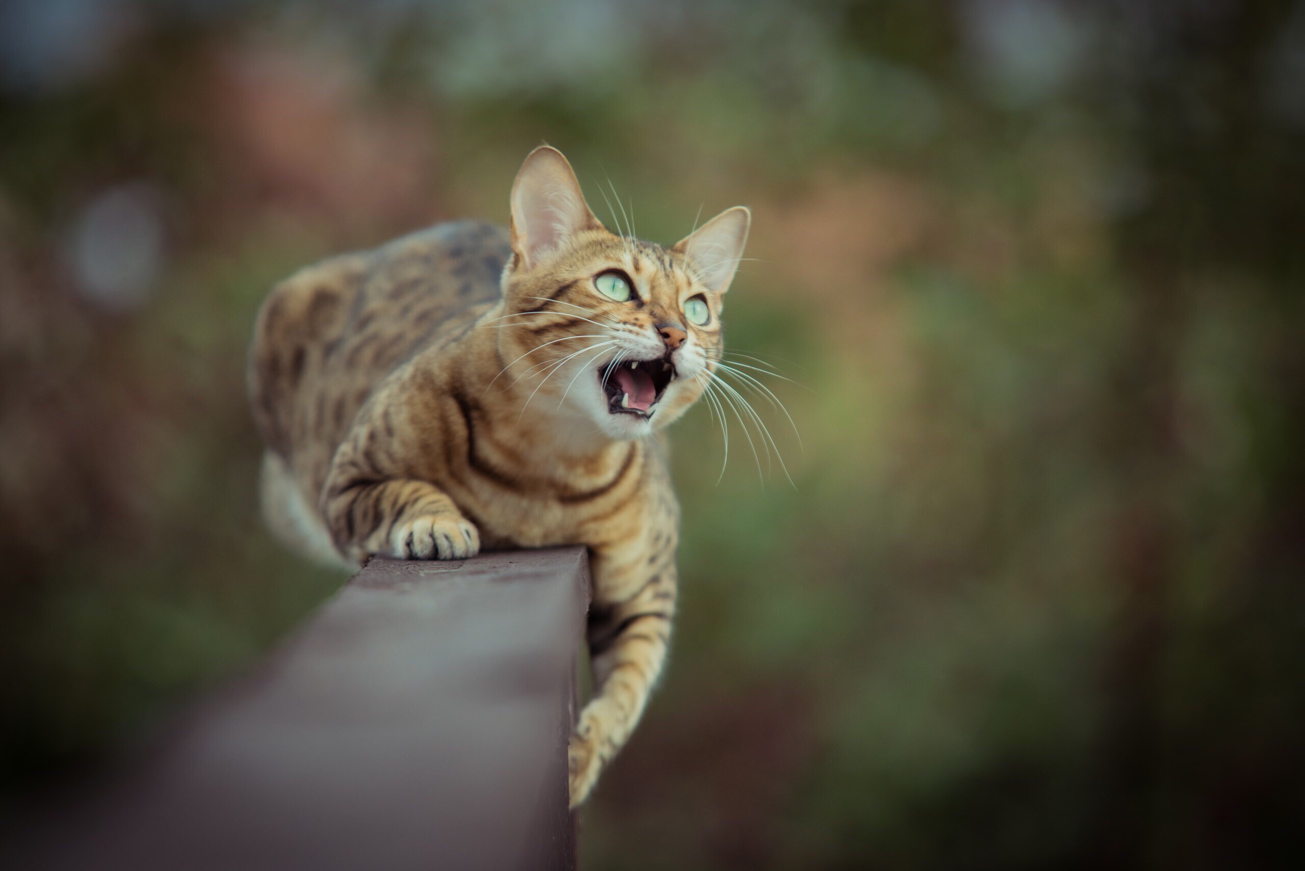 Do Bengal Cats Get Big? What Every Pet Owner Should Know Pet Spruce