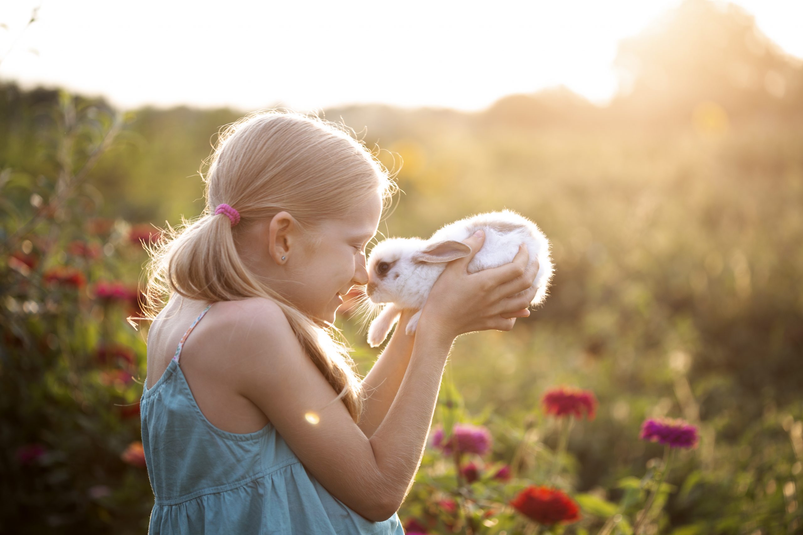 How to Show a Rabbit with Confidence A Guide for Pet Owners Pet Spruce