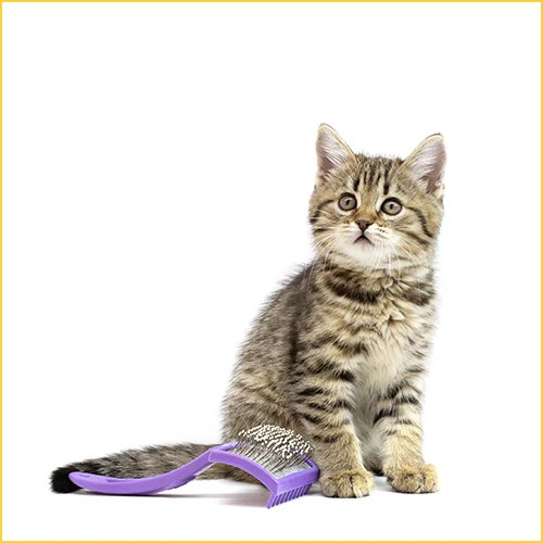 Cats Grooming tools Pets Qatar