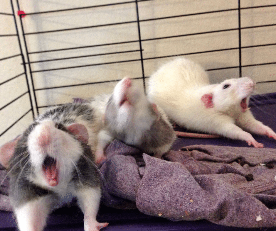 Interesting Facts About Pet Rats