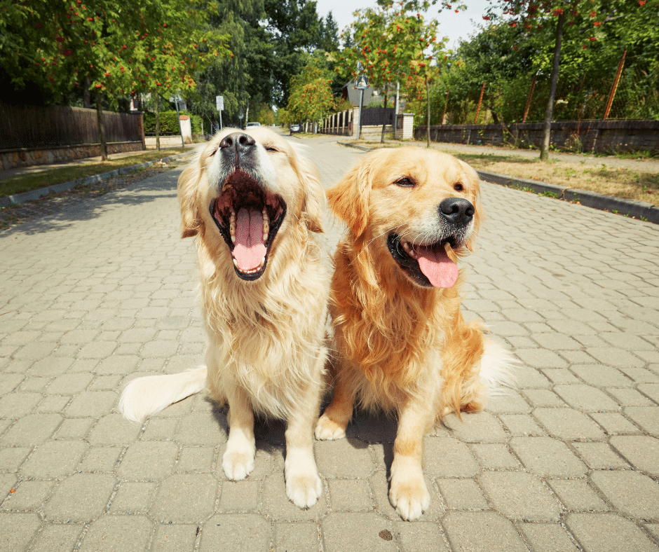 How to Properly Introduce Two Dogs