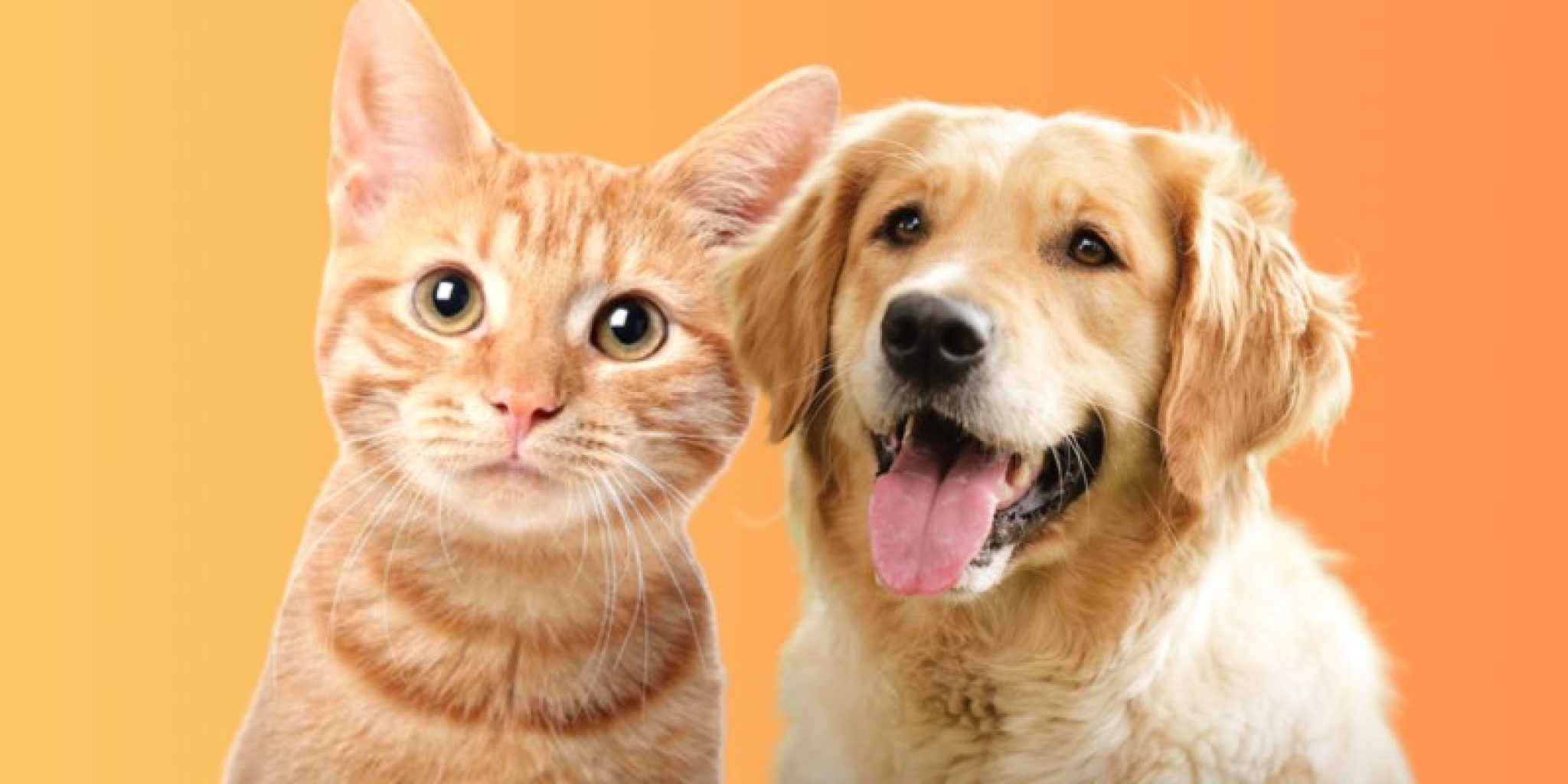 Is Boric Acid Safe For Pets Comprehensive Guide On Risks And Safety