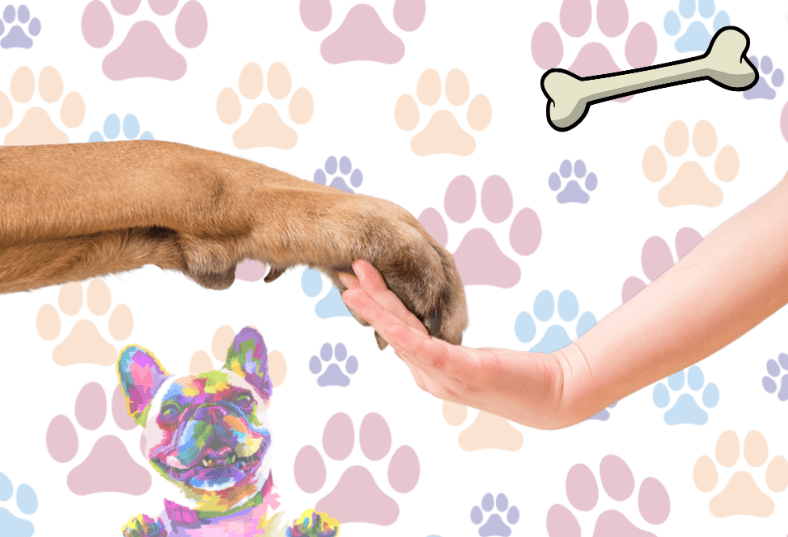 Why Is My Female Dog Leaking Clear Odorless Fluid? Solving the Puzzle