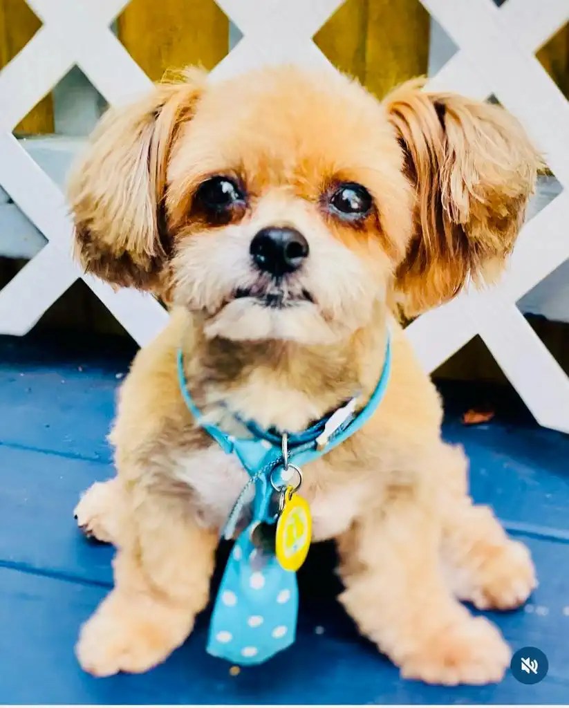 Pets Sitting with Love Pets care