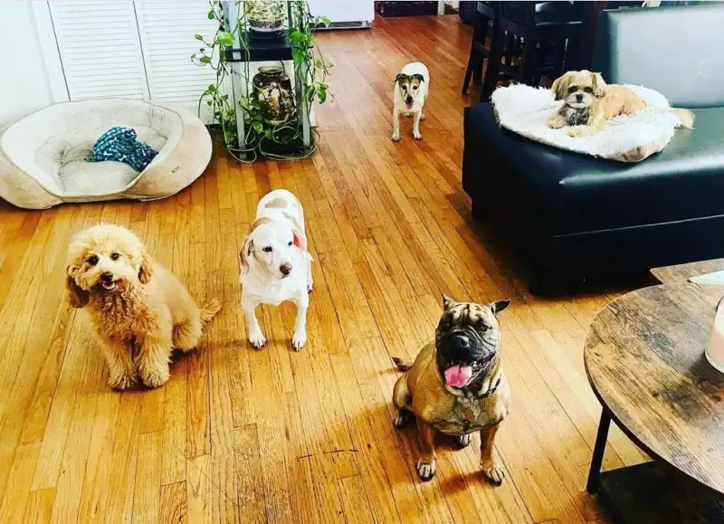 Pets Sitting with Love Pets care