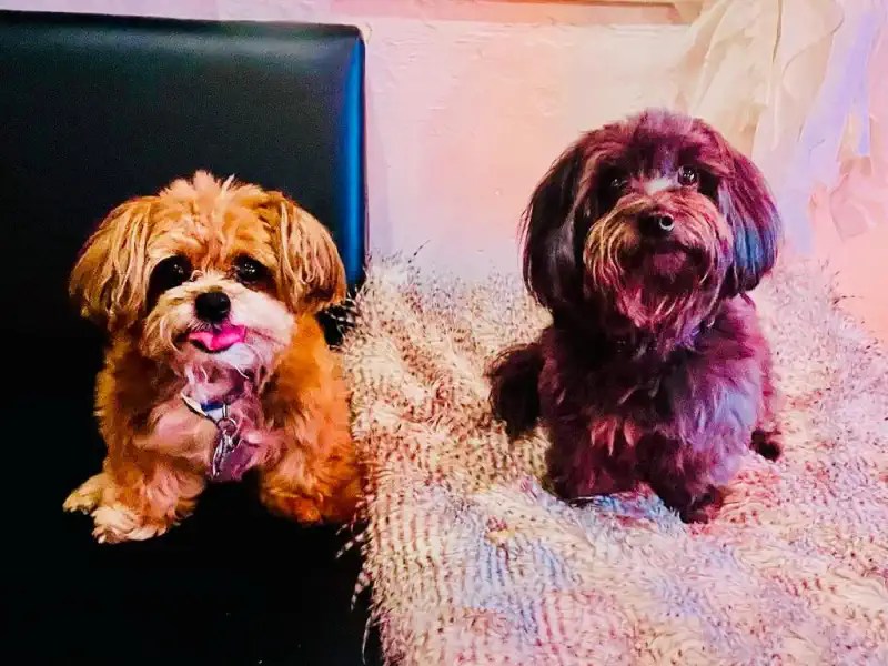 Pets Sitting with Love Pets care