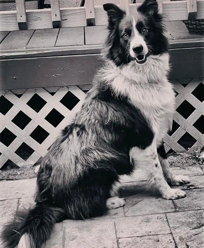 Pets Sitting with Love Pets care