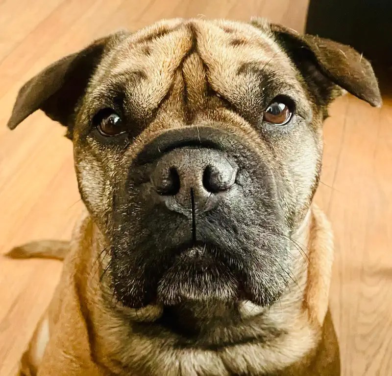 Pets Sitting with Love Pets care