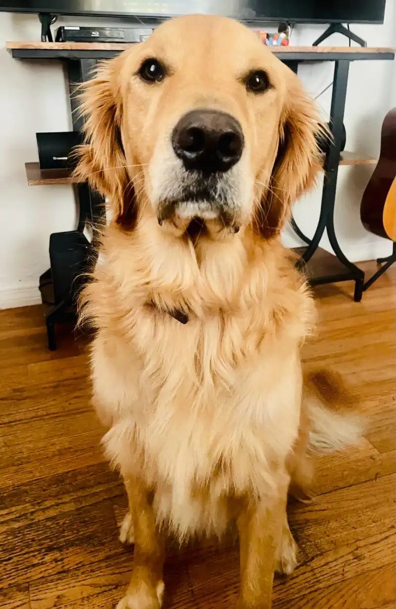 Pets Sitting with Love Pets care