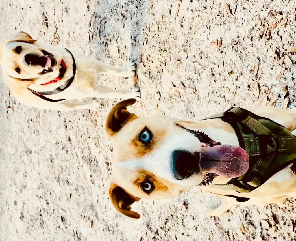 About Pets Sitting with Love