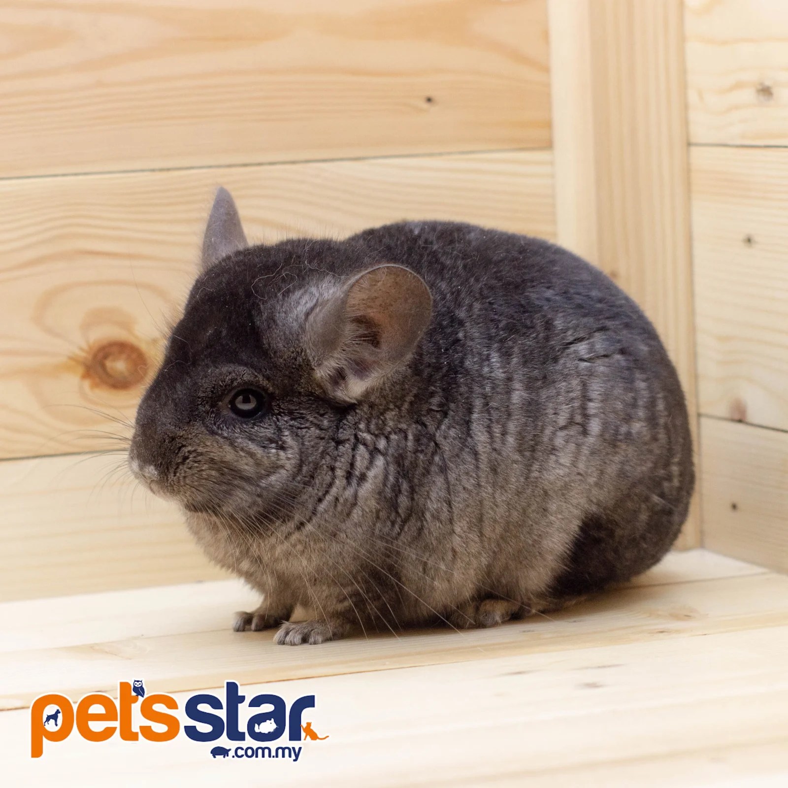 Do Chinchillas Know Their Name