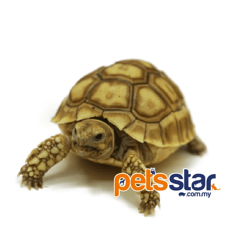 Sulcata Tortoise (Centrochelys sulcata) African spurred tortoise