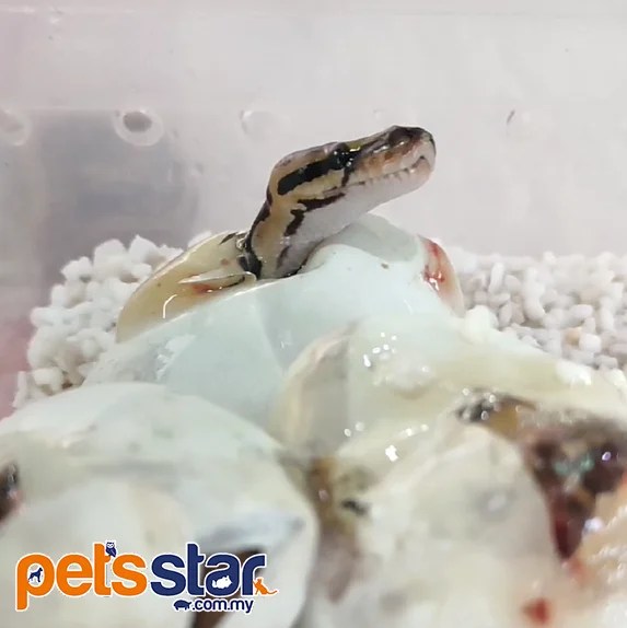 NEW TIK TOK VIDEO RELEASE!! Ball Python Pets Star