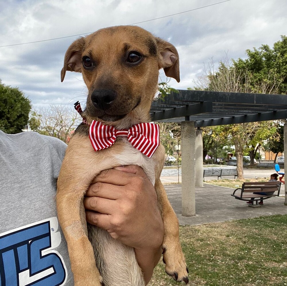 Meet Baltazar, a Petstablished Beagle Dog in