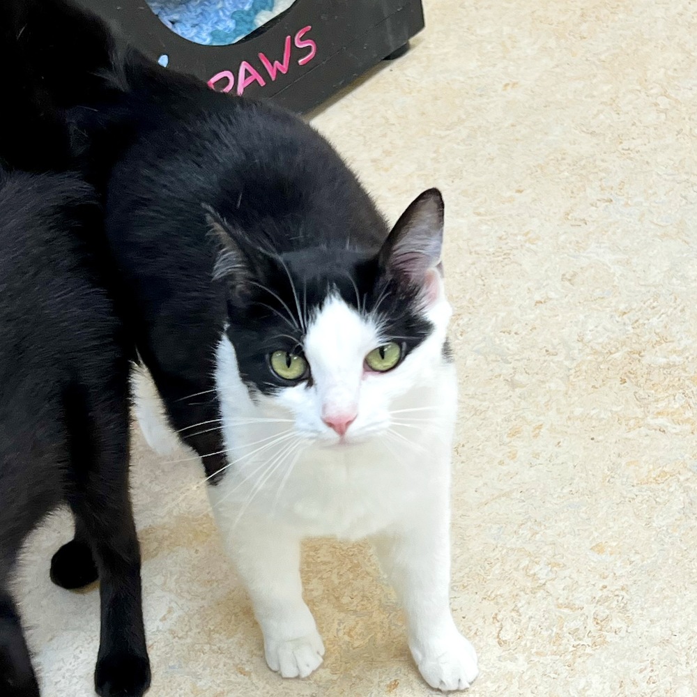 Wagtopia Best Microchip Registry, Passive Geolocation Smart Tags, and