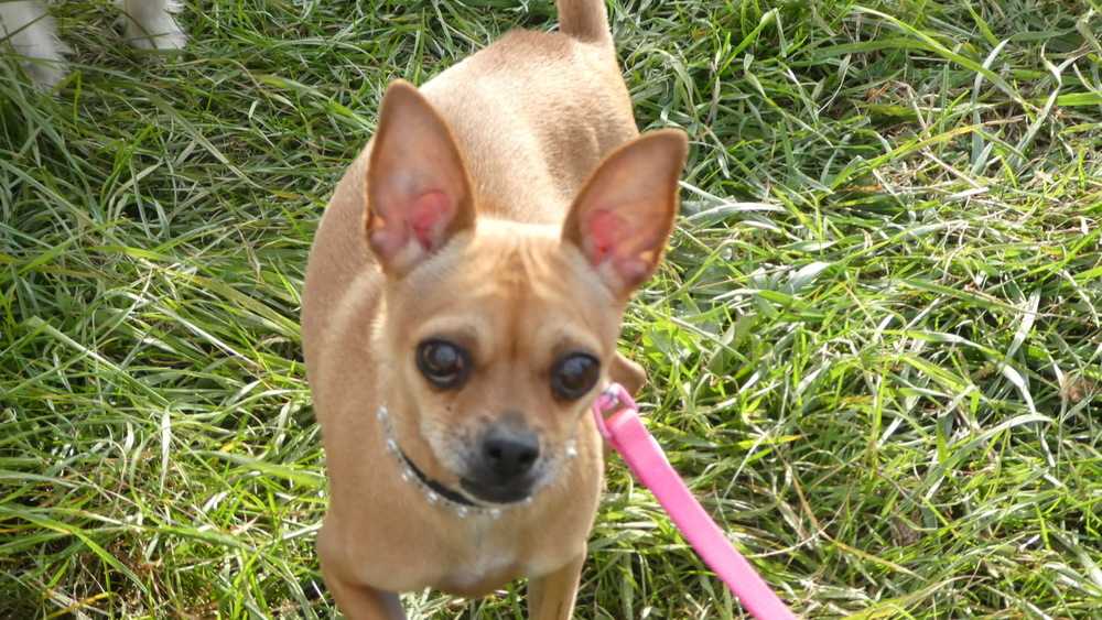 Meet ChaCha, a Petstablished Chihuahua Dog in