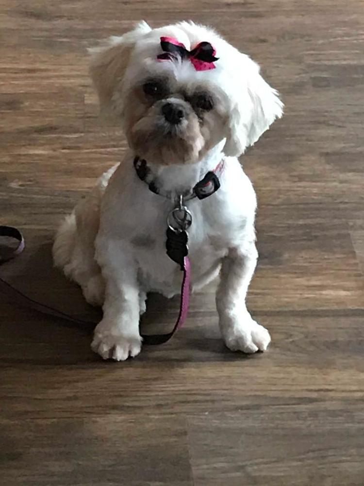 Petstablished Manage your Animal Welfare Organization (AWO) with our