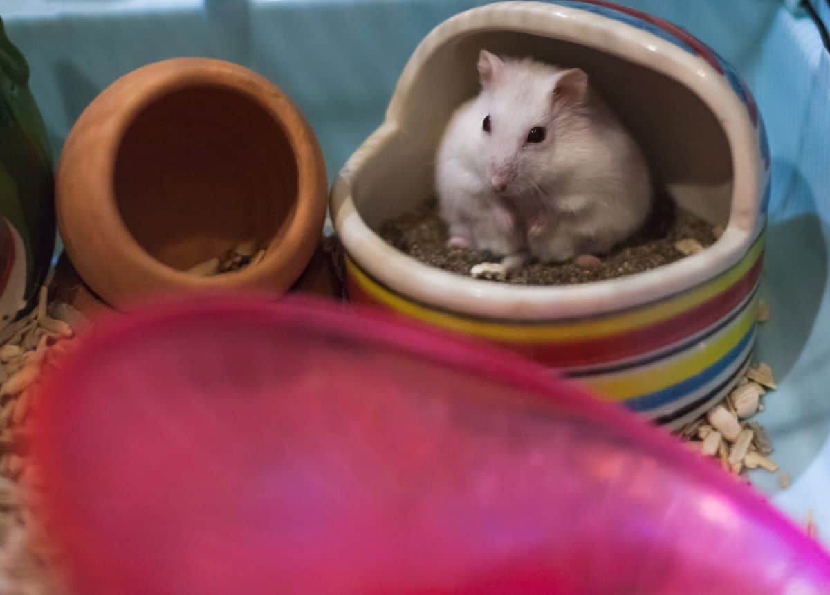 Why Does My Hamster Poop So Much? Petstant