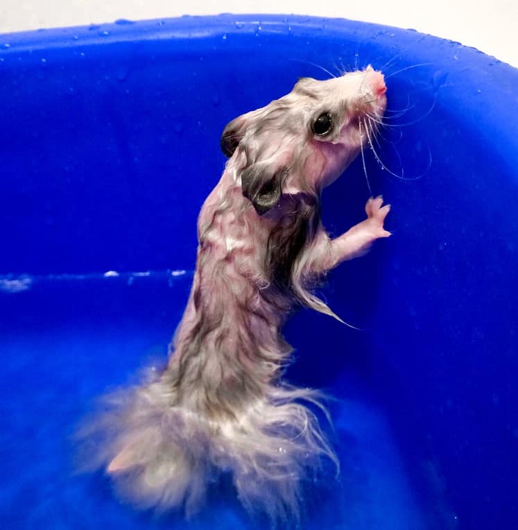 Can Hamsters Get Wet? What Happens When They Do! Petstant