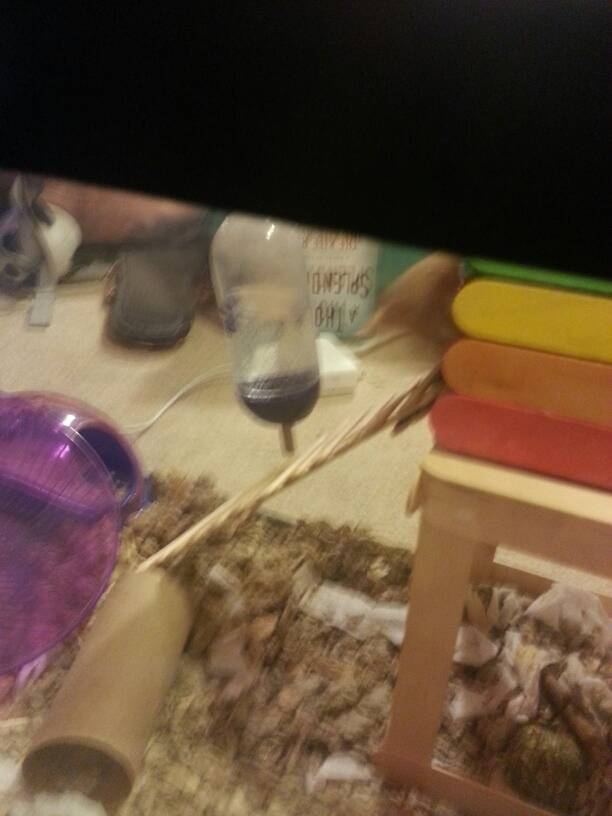 Broken Hedgehog Wheel How Do I Keep My Hedgehog Occupied In The