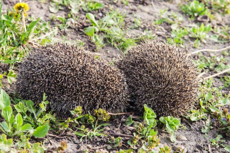 Do Hedgehogs Mate For Life? Petstant