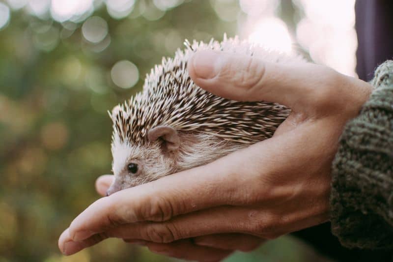 Why Does My Hedgehog Hate Me? Petstant