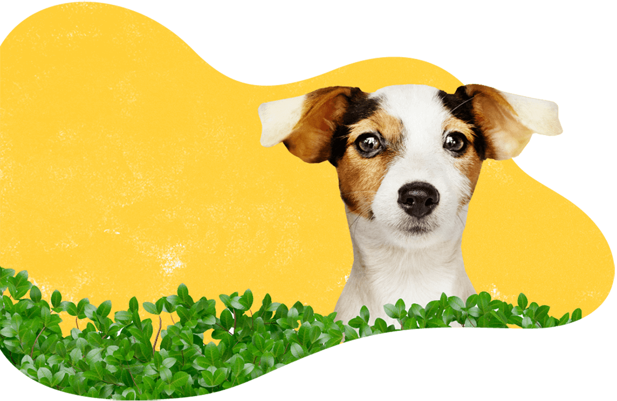 Pet Station Every thing a Pet Lover Needs