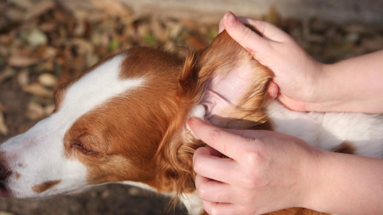 Summer Ear Infection Petstepin