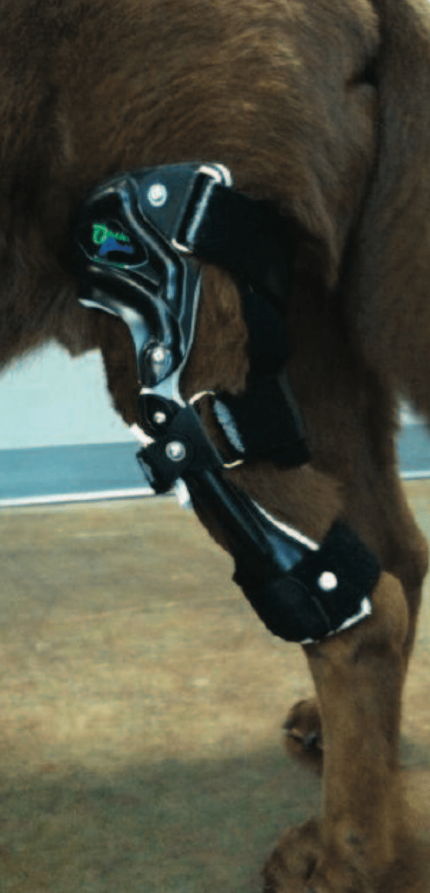 The Custom Orthopedic Brace Petsthetics
