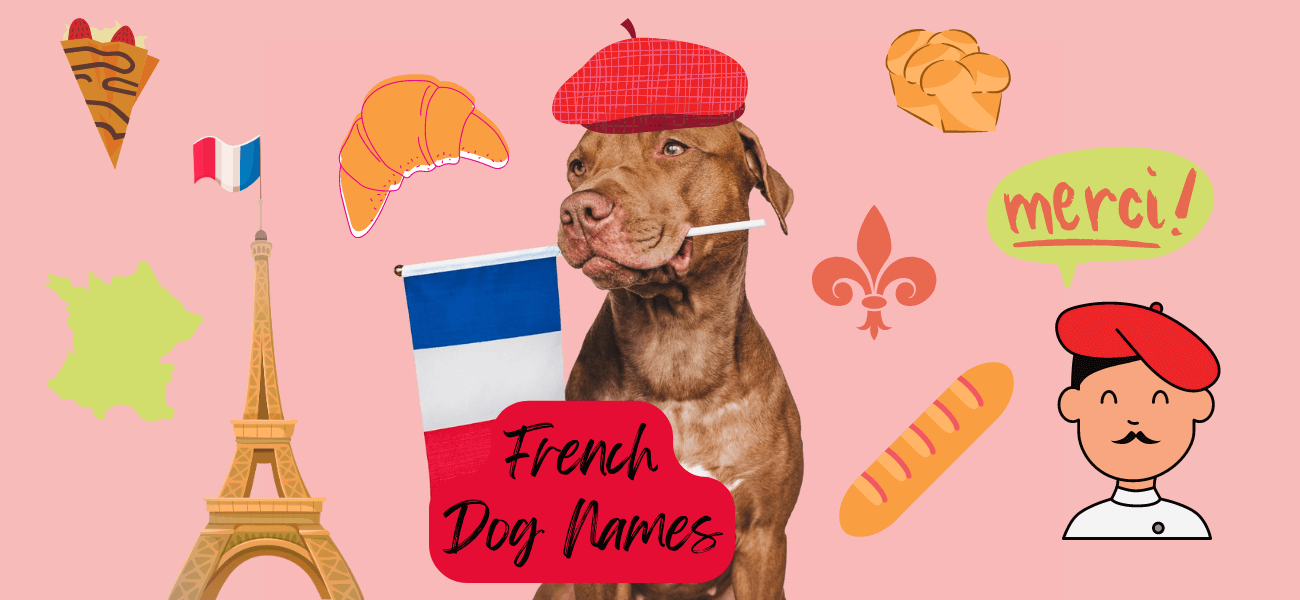 French Dog Names for Your Puppy PetsTime