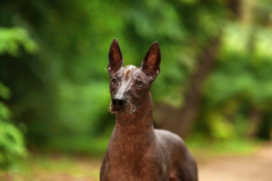 Xoloitzcuintli Dog Breed Mexican Hairless Dog PetsTime