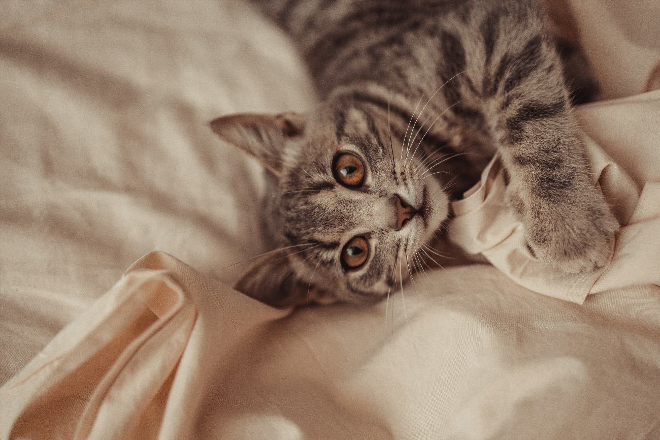 Why Does My Cat Pee on My Bed? Simple Answers
