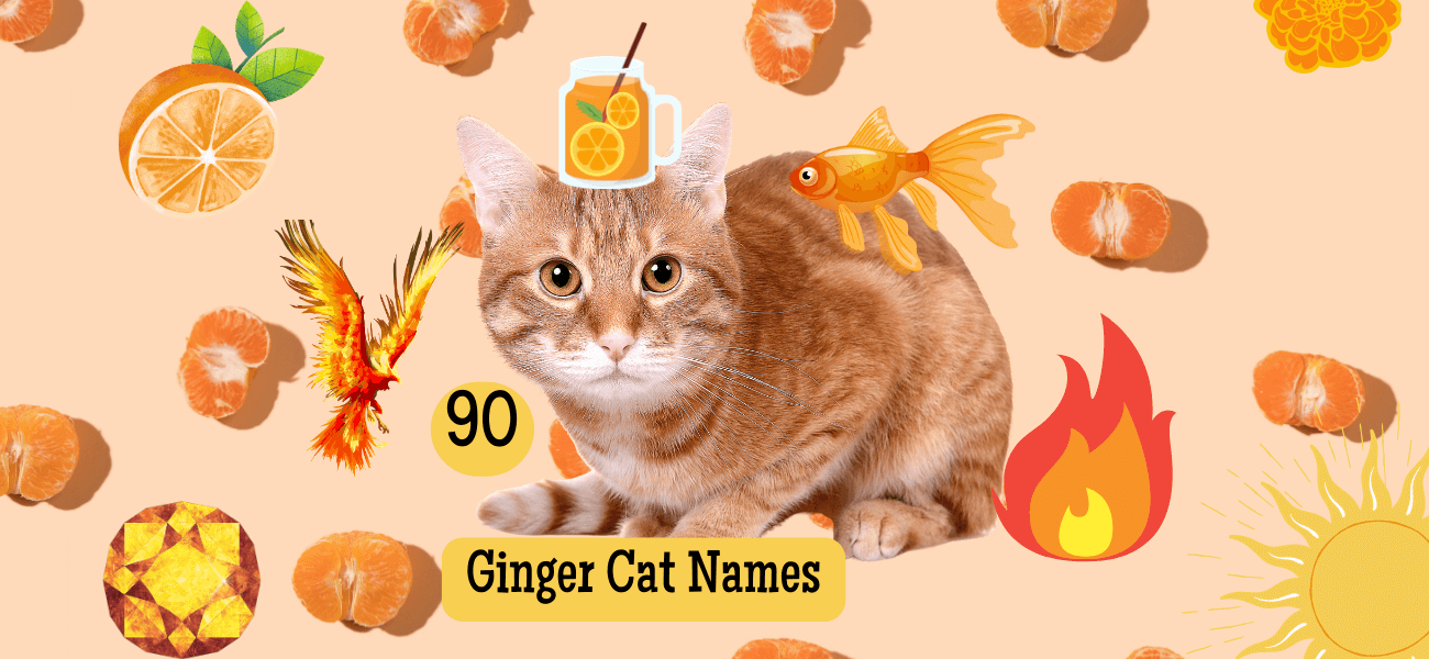 Orange Cat Names 100+ Ideas for Ginger Cat Names