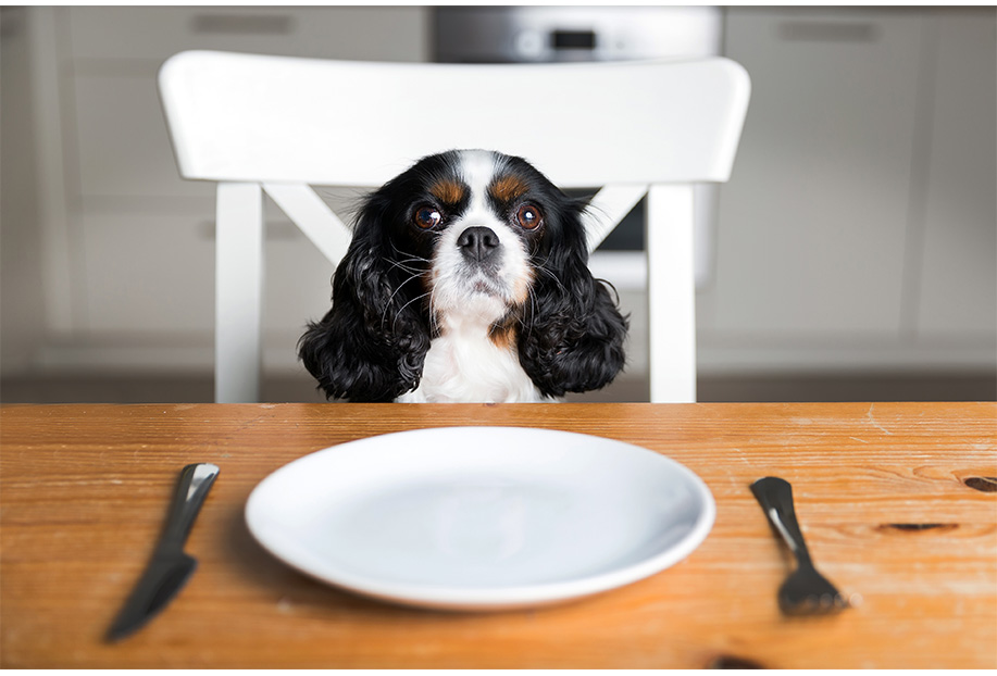 Can Cinnamon Cause Seizures In Dogs