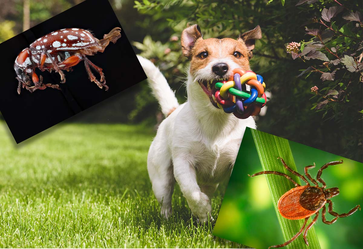 Flea and Tick Prevention for Your Dog • Pet Stop® Dog Fence Company