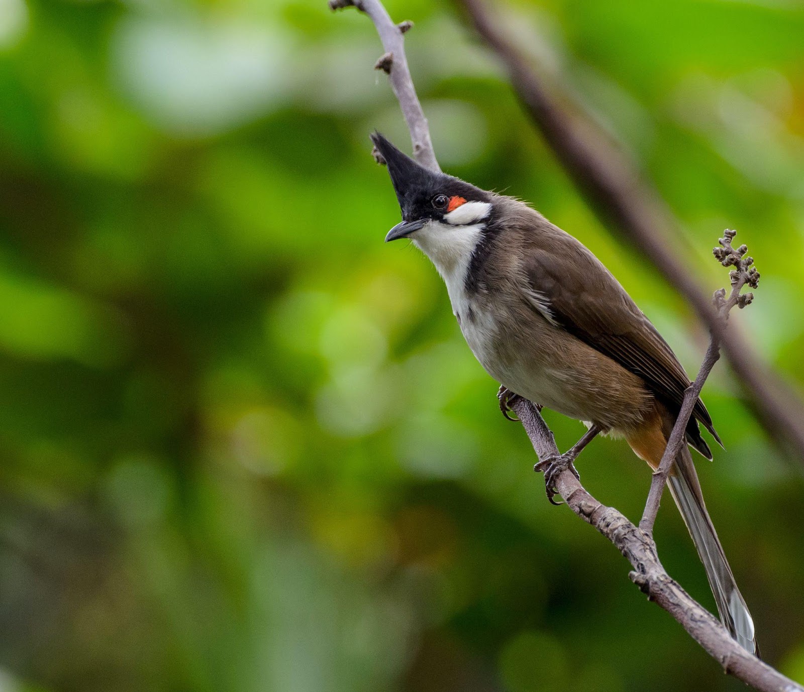 Indian Bulbul Bird Information Bulbul Bird Food Bulbul Bird Nest