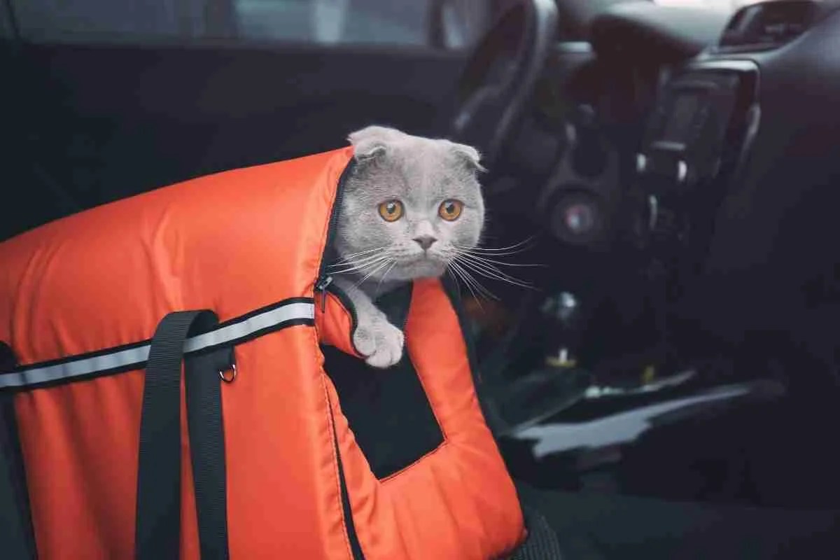 How To Secure A Cat Carrier In Car? 5 Easy Steps Pets Travelog